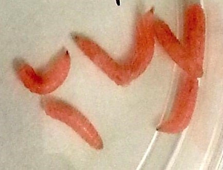 Genetically-Modified Maggots Could Help Wounds Heal Faster