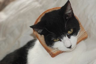 Here Are Your Best Pictures of Breaded Cats