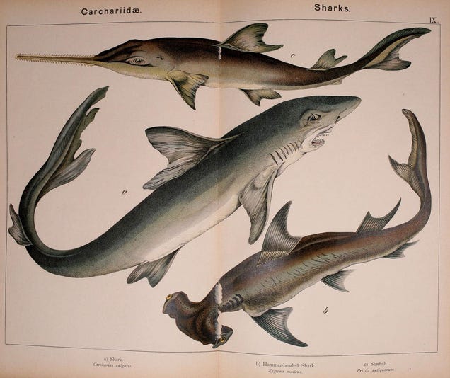 Vintage Shark Illustrations Are Jaw-Droppingly Gorgeous