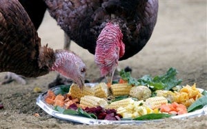 Your Handy-Dandy Thanksgiving Day Survival Guide