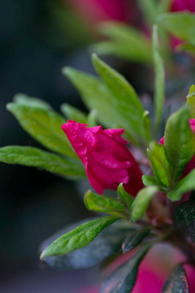 Shooting Challenge: Spring Gallery 2