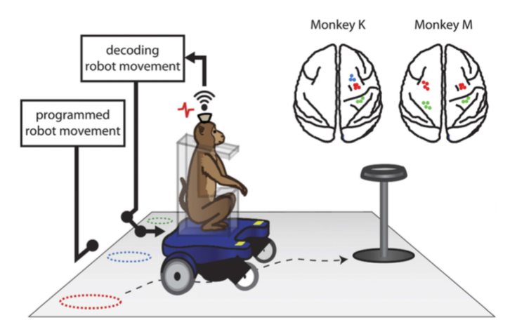 This Monkey is Controlling a Wheelchair With its Mind