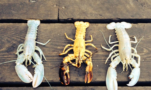 Lobstermen in Maine Catch Two Rare Albino Lobsters in One Week