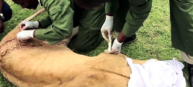 Vets miraculously save life of lioness who got mauled by buffalo