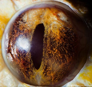 Incredible close-up photos of animals' eyes
