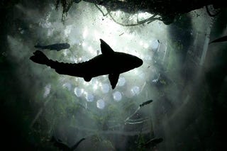 California Academy of Sciences Reopens in an Orgy of Ecotechture