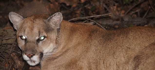 Highways are Making California's Mountain Lions Inbred and Aggressive
