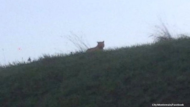 Loose Tiger Near Disneyland Paris, Hide Your Babies and Baguettes