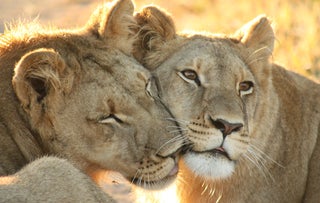 Caturday - Panthera leo Edition