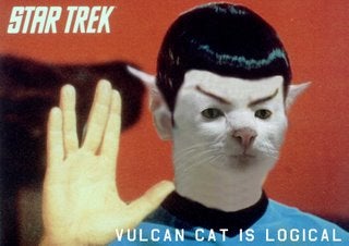 Meet The Spock Cat!