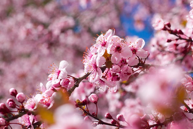 Shooting Challenge: Spring Gallery 3