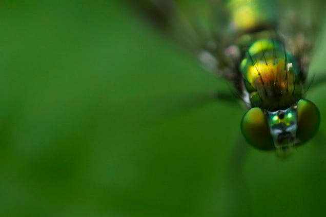 75 Close-Ups Of Bugs