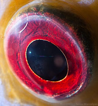 Incredible close-up photos of animals' eyes