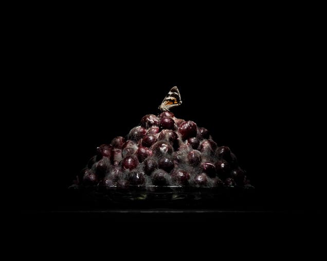 Still-life photos of rotting food are strangely beautiful
