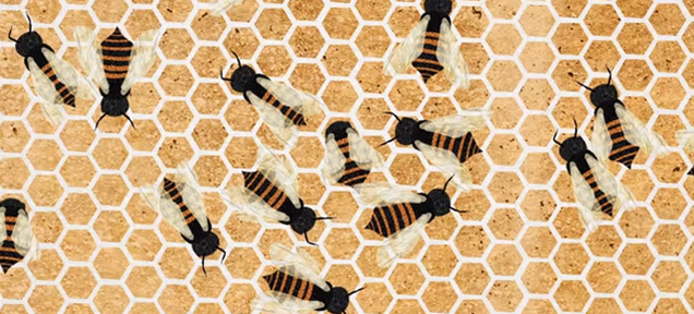Why Hexagons Are The Best Building Block For Bees and Their Hives