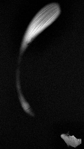 What do fruits and vegetables look like inside an MRI? Short answer: "Whoa."