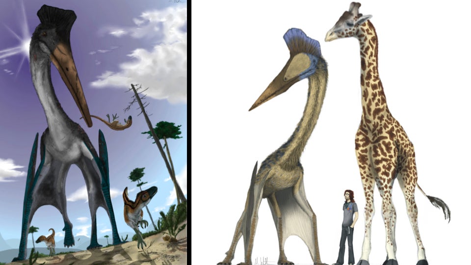 pterosaur evolution
