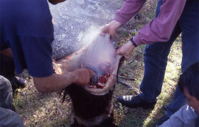 The Most Weird Food Around The World [Images Inside] 1946hx7vq12sijpg