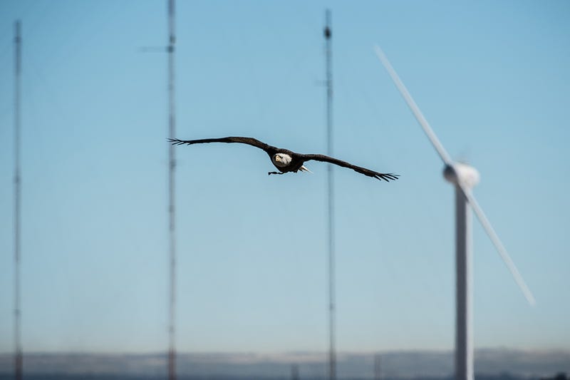 Spirit the Eagle Helps to Stop Birds Getting Chopped by Wind Turbines