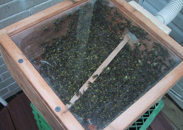 Homemade Wasp Sucking Machine Creates a Wasp Holocaust