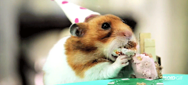 Tiny hamsters eat tiny cakes for a super silly tiny birthday party