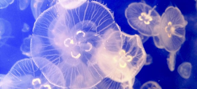 The Plan to Turn Jellyfish Into Diapers and Paper Towels
