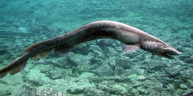 Terrifying "Living Fossil" Caught Off The Coast Of Australia