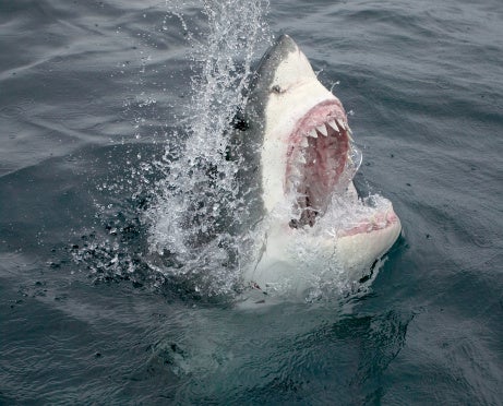Expert Predicts Increase in Shark Attacks This Year, but There’s Still More Reason to Fear Pretty Much Everything Else