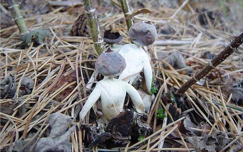 Human-Shaped Fungus Grows in England