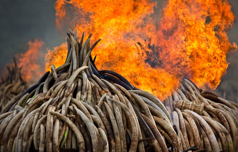 photo of Today, Kenya Is Torching 5% Of The World's Stockpiled Ivory image