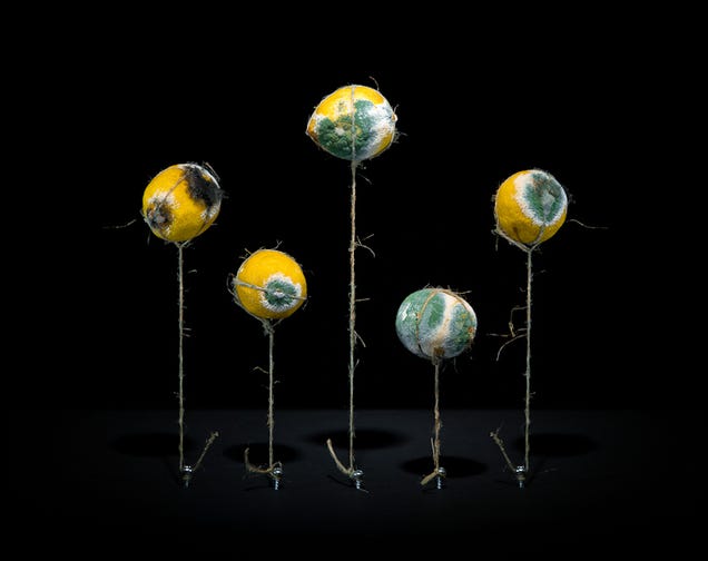Still-life photos of rotting food are strangely beautiful