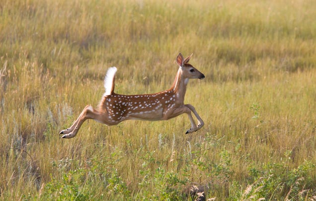 Flying Deer Strikes Woman