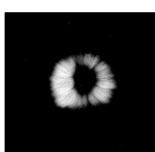 What do fruits and vegetables look like inside an MRI? Short answer: "Whoa."