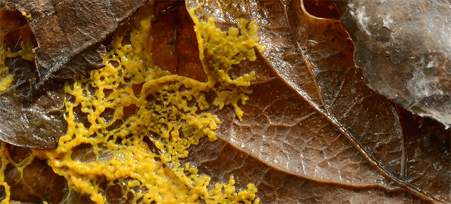 Watch How Slime Mold Smartly Crawls By Itself All Over Everything