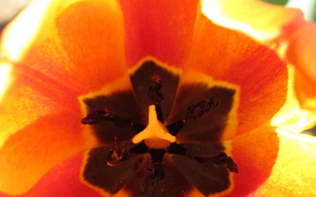 Shooting Challenge: Spring Gallery 2
