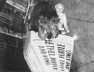 In the 1930s, daredevils would drive up walls with lions for passengers