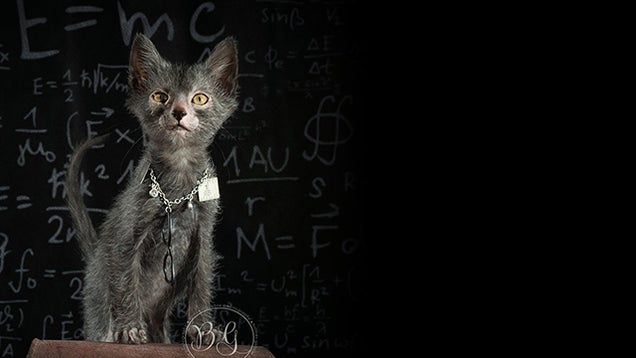 Humans create cat werewolves—and they're very cute and very spooky