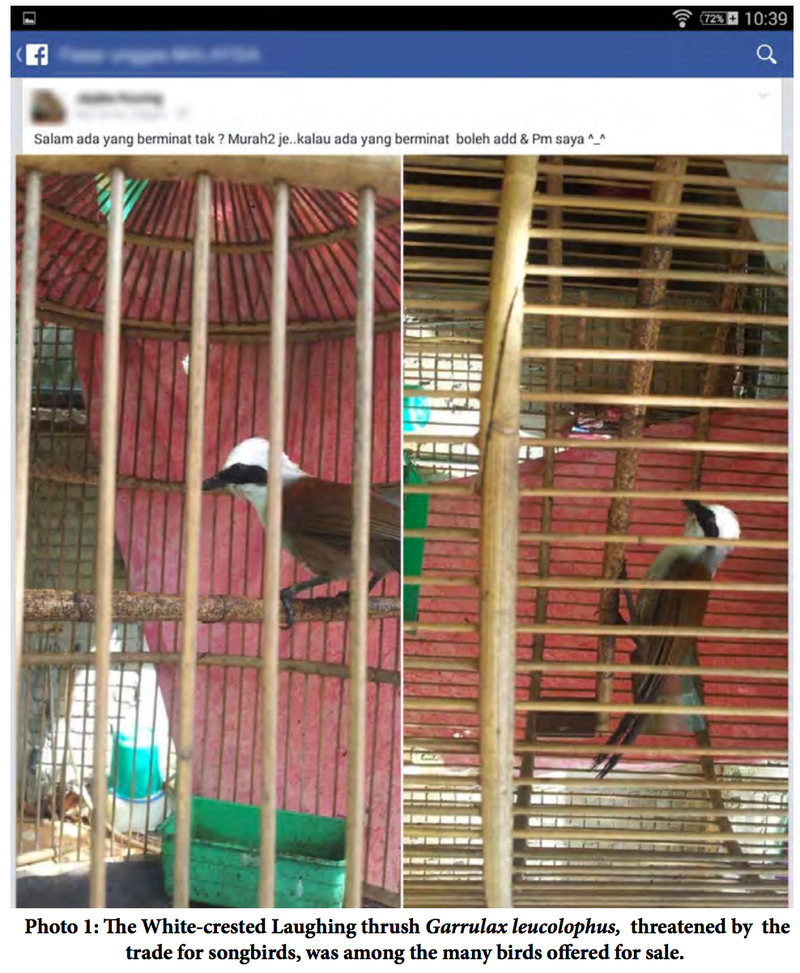 Jerks Are Selling Endangered Species on Facebook