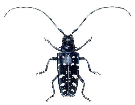 Think, asian longhorn beetle maine excellent phrase Think, asian longhorn beetle maine assured