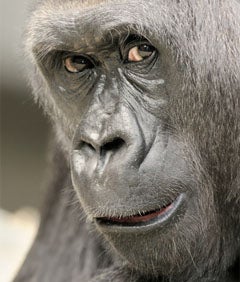 The Latest Threat To Your Beauty: Gorilla Face