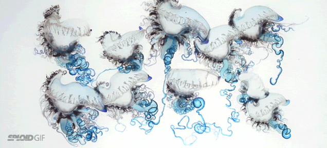 The alien beauty of the Portuguese man-of-war