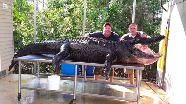 Florida Men Capture 765-Pound Alligator With Bare Hands, Name Him Lumpy