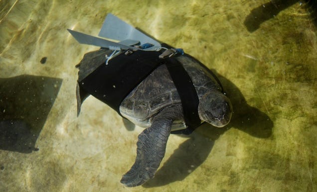 This Amputee Turtle's Prosthetic Fins Are Modeled On Fighter Jet Wings