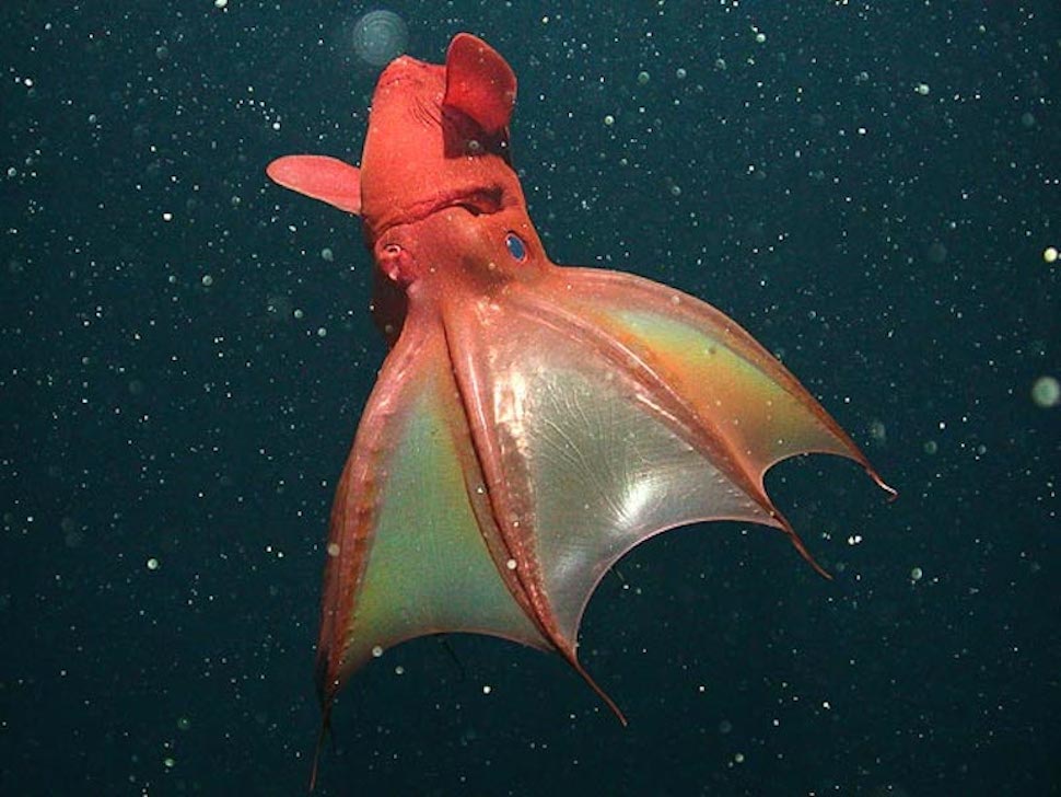 Incredibly-rare vampire squid is scaring kids at Monterey Bay aquarium