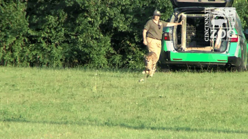 RIP Sarah the Cheetah, the Fastest Land Animal on Earth