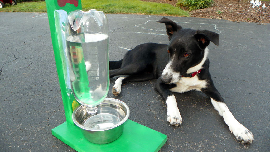dog automatic water dispenser