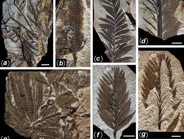 First Photos of China's 298-Million-Year-Old Buried Forest