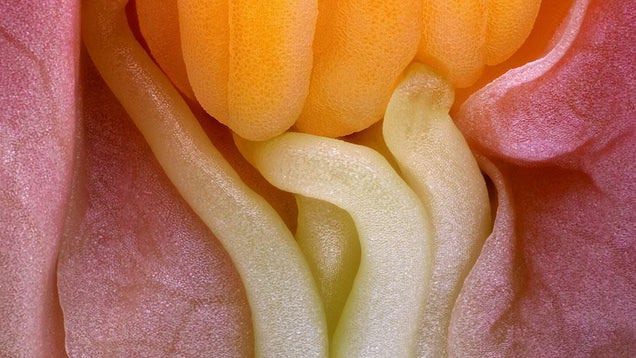 Behold the Monstrous Beauty of This Year's Coolest Microscopic Images