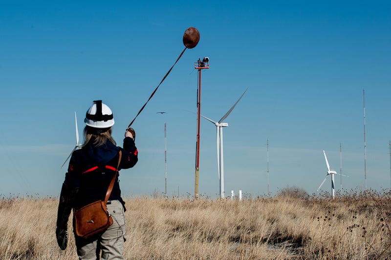 Spirit the Eagle Helps to Stop Birds Getting Chopped by Wind Turbines
