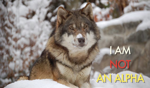 Why Everything You Know About Wolf Packs Is Wrong